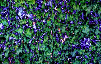 Khaled Sabsabi, Conference of one's self, Australia, Venice Biennale 2026