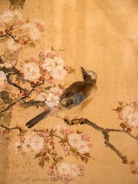 Nightingale on a cherry tree in blossom, Ca' Pesaro Museum of Oriental Art in Venice, Italy