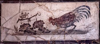 Fresco Rooster pecking grapes, Herculaneum, Casa dei Cervi, Archaeological Museum of Naples