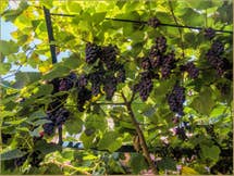 Fragolino grapes in the garden