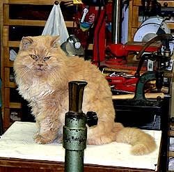 The Persian cat of Danilo Pastorello Venice Italy